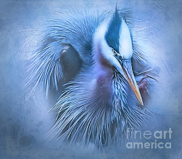 Moody Blue by Brian Tarr Moody Blue by Brian Tarr